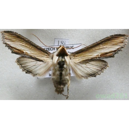 Cucullia verbasci (Linnaeus, 1758) Kapturnica dziewannówka Czech18i